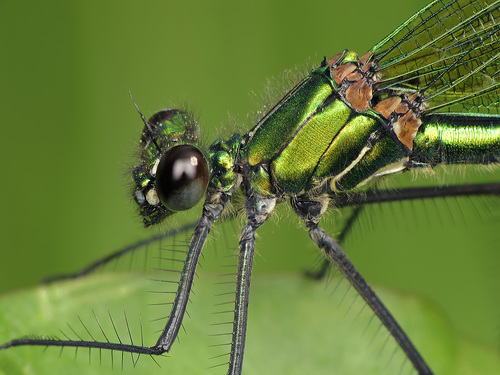 Beautiful Demoiselle