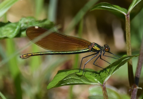 Beautiful Demoiselle