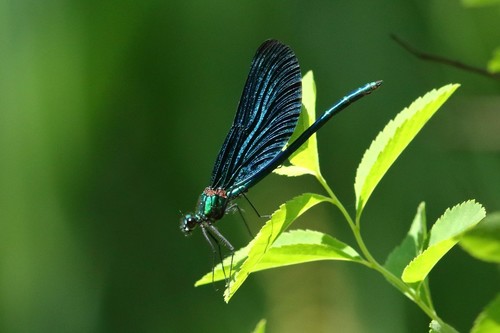 Beautiful Demoiselle
