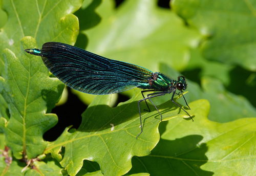 Beautiful Demoiselle