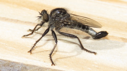 Northeastern Hammertail
