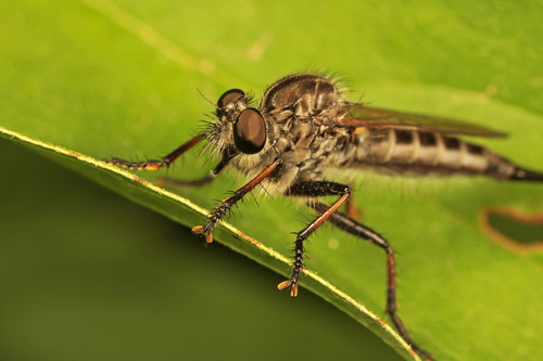 Northeastern Hammertail