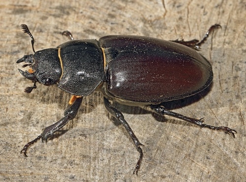European Stag Beetle