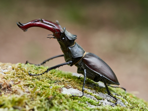 European Stag Beetle