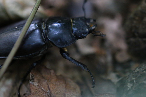 European Stag Beetle
