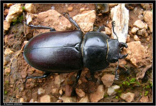 European Stag Beetle