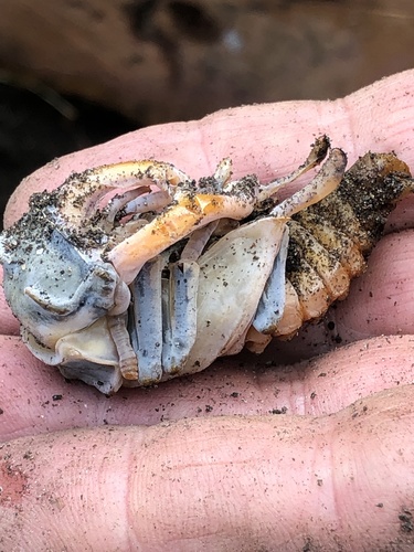 European Stag Beetle