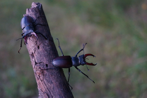 European Stag Beetle