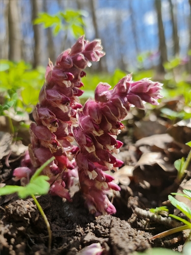 Common Toothwort