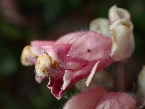 Common Toothwort