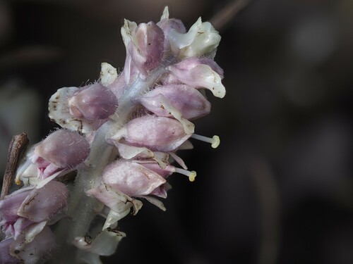 Common Toothwort