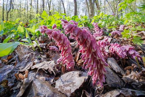 Common Toothwort