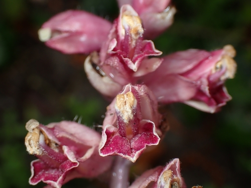 Common Toothwort