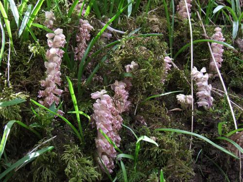 Common Toothwort