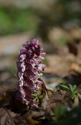 Common Toothwort