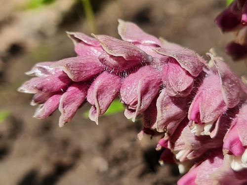 Common Toothwort