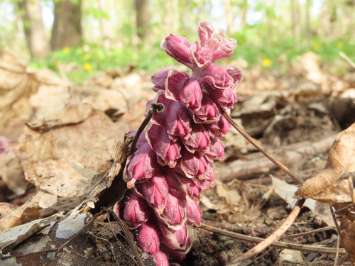 Common Toothwort