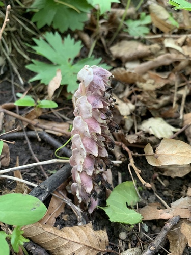 Common Toothwort