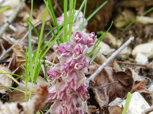Common Toothwort
