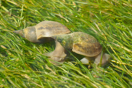Lymnaea stagnalis