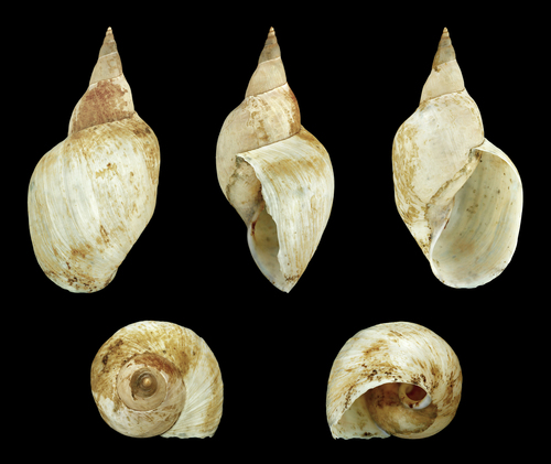 Lymnaea stagnalis