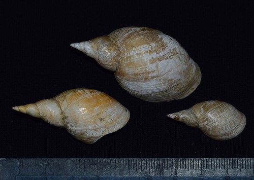 Lymnaea stagnalis