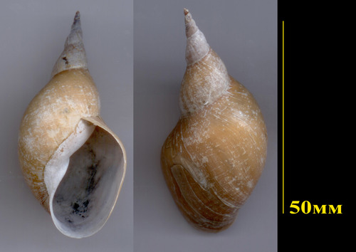Lymnaea stagnalis