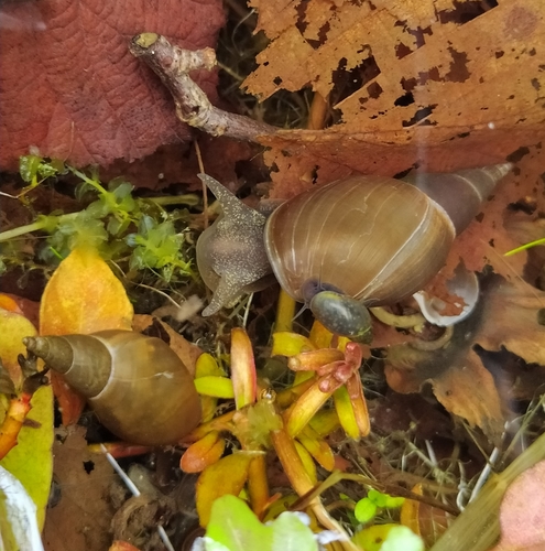 Lymnaea stagnalis