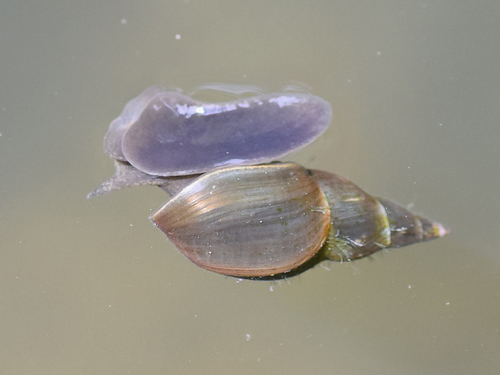 Lymnaea stagnalis