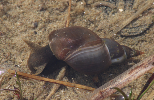 Lymnaea stagnalis