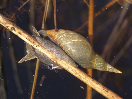 Lymnaea stagnalis