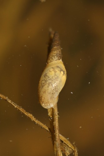 Lymnaea stagnalis