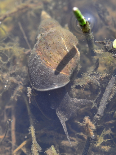 Lymnaea stagnalis