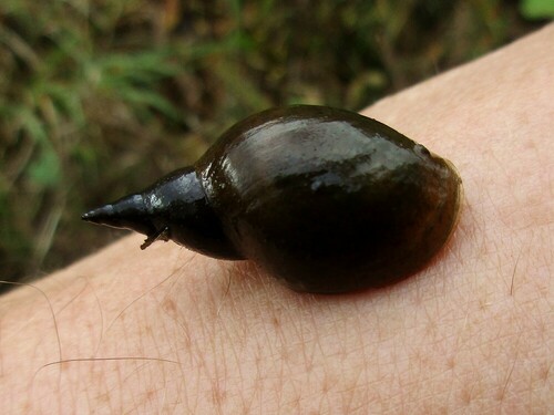Lymnaea stagnalis