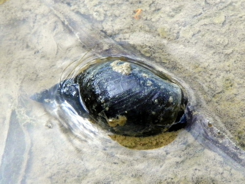 Lymnaea stagnalis