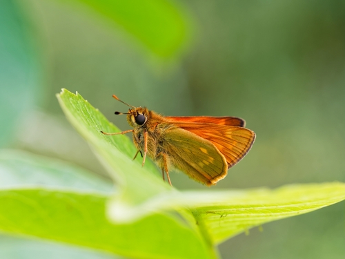 Large Skipper