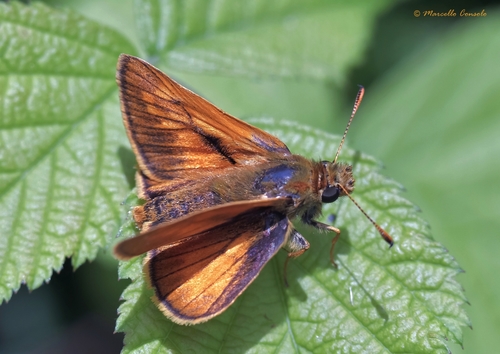 Large Skipper