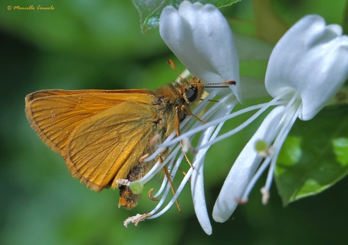Large Skipper