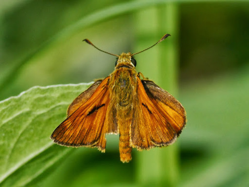 Large Skipper