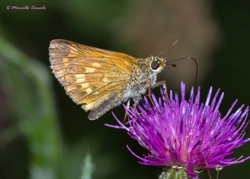 Large Skipper