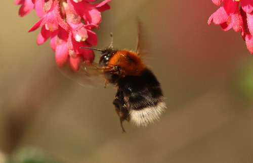 Tree Bumble Bee