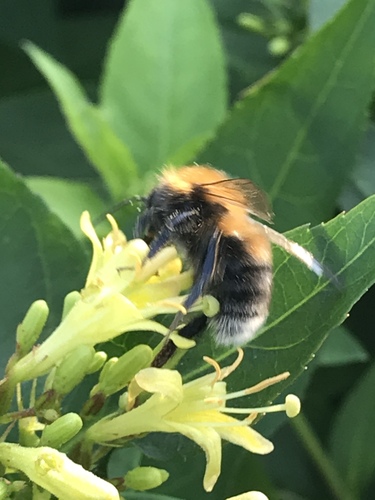 Tree Bumble Bee