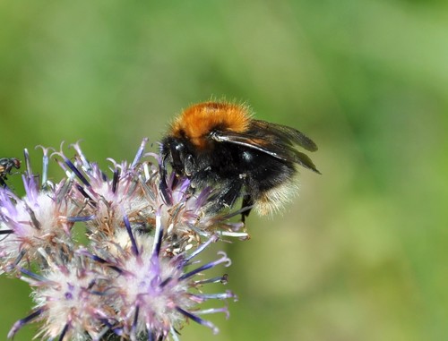 Tree Bumble Bee