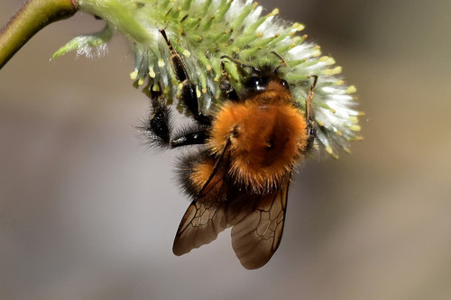 Tree Bumble Bee