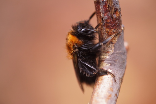 Tree Bumble Bee