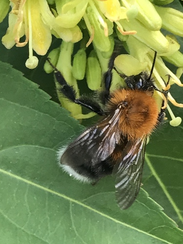 Tree Bumble Bee