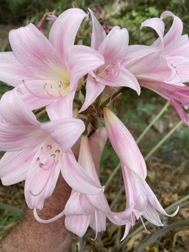 Belladonna Lily