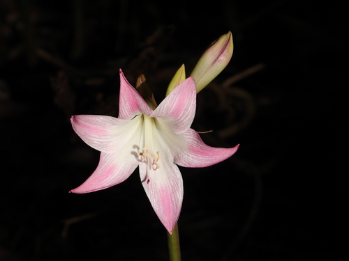 Belladonna Lily