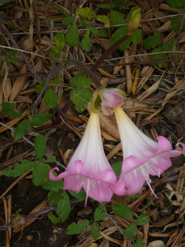 Belladonna Lily
