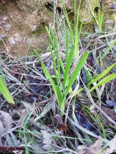 Belladonna Lily